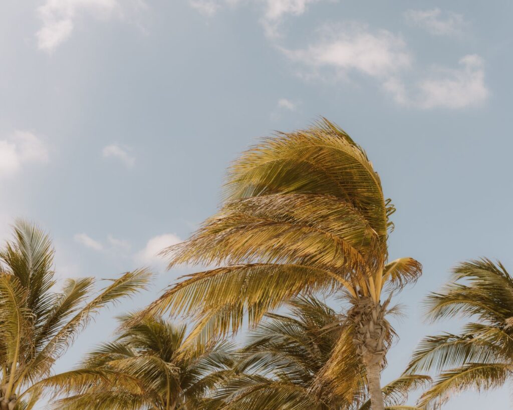 a few palm trees blowing in the wind, backdropped by blue skies. 