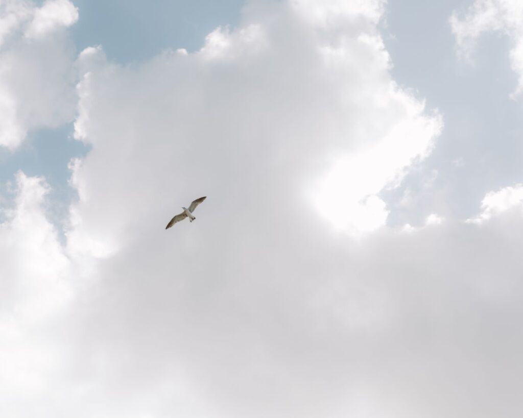 Image of a single seagull flying with blue skies and white fluffy clouds as it's backdrop. 